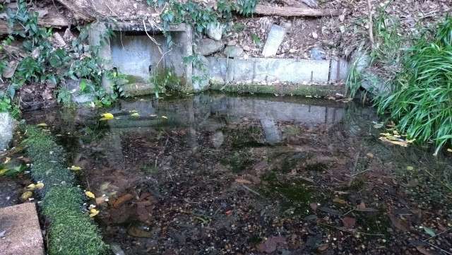 神井戸湧水